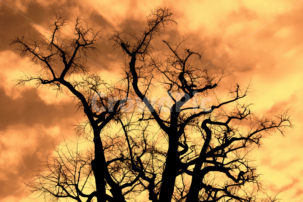 나무,고목나무,실루엣,나뭇가지,식물,자연,생태계,일몰,저녁하늘,nature,silhouette,식물,자연,plants,nature,나무,trees,wood,실루엣,그림자,silhouette,shadow