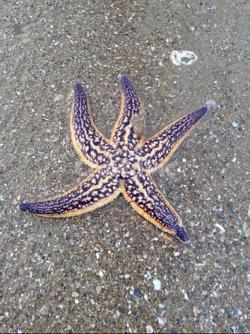 해변,해변가,바다,바닷가,자연,불가사리