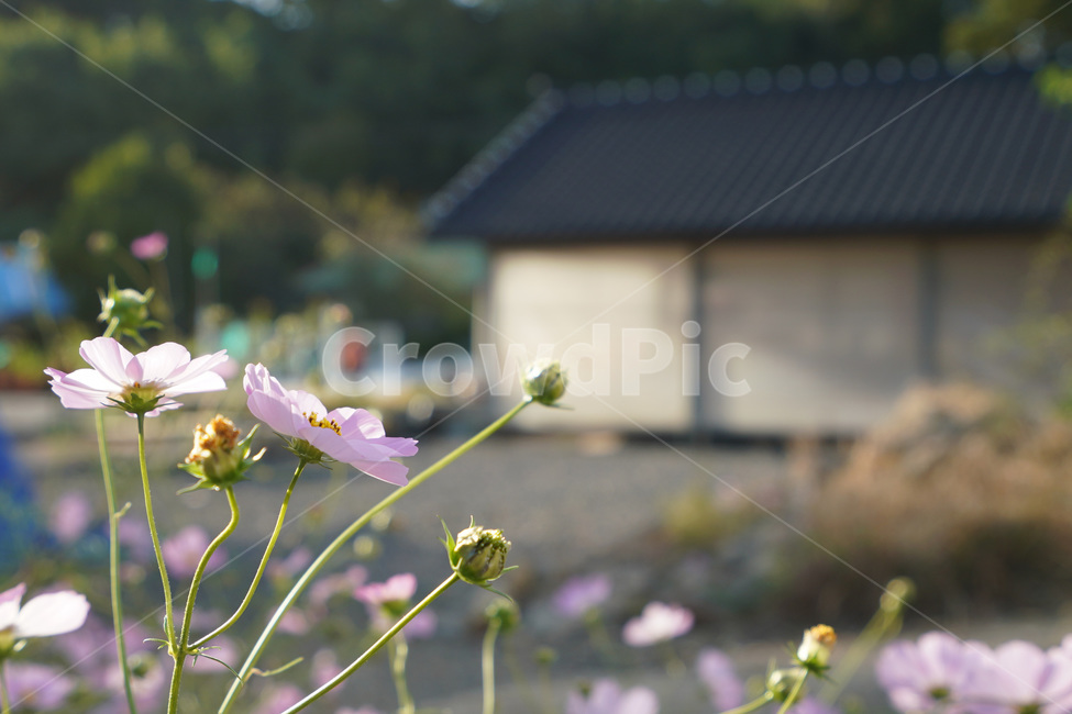 코스모스,시골,가을,가을하늘,한옥,식물,plant