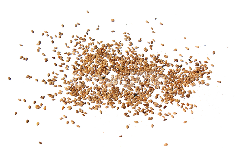 brown,closeup,dry,food,gold,grain,macro,meal,natural,nature,organic,plant,seed,seeds,sesame,sesameseed,sesameseeds,top,topangle,topview,yellow,깨,참깨,곡식,곡류,음식,음식재료,식재료,식물,씨앗,씨,갈색,브라운,말린,말리는,건조,자연,클로즈업,탑앵글,탑뷰,깨소금,농작물,농촌,농사,흰배경,뿌린,뿌려놓은,음식,식재료,요리,food,cook,meal,dishes,food reserves,곡류,곡식,cereals