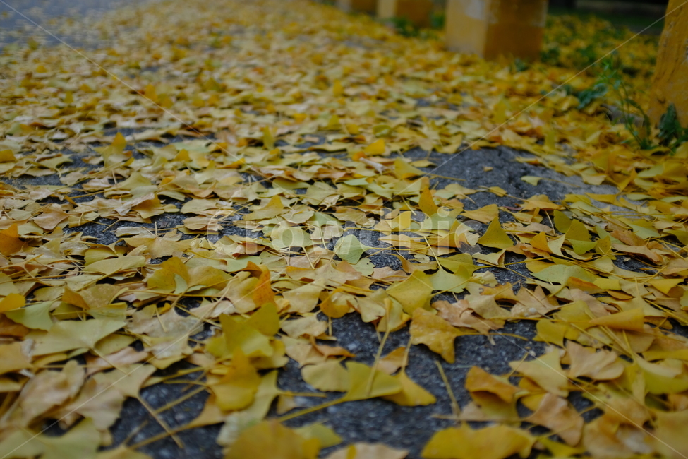 낙엽,은행,leaves,노란색,yellow,가을,autumn,fall,가을,계절,fall,autumn,season,leaf,잎,plant,식물