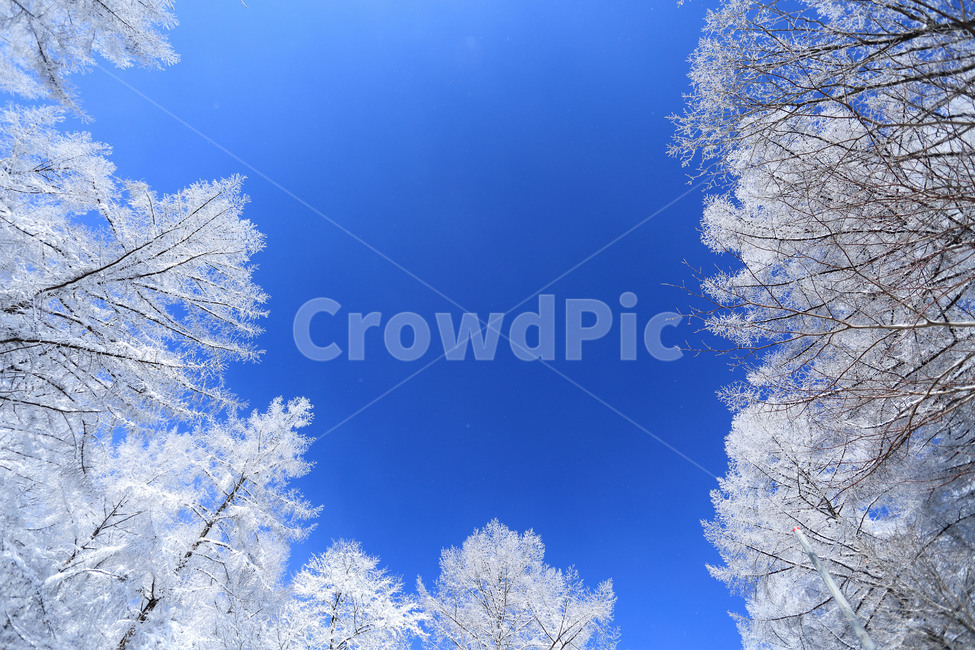 설경,겨울하늘,눈꽃,춘설,서리,frost,snow,옥외,자연,ice,빙,겨울,계절,winter,season