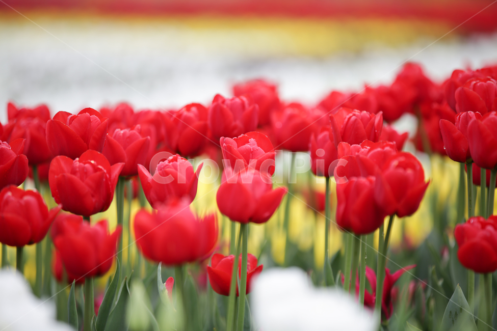 튤립,튤립축제,태안튤립축제,tulip,백합목,백합과,봄꽃,봄,계절,spring,season,식물,자연,plants,nature,꽃,flower,plant,blossom