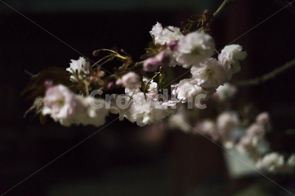 꽃몽우리,겹벚꽃,밤꽃,밤,꽃,어둠,flower,봄,계절,spring,season,식물,자연,plants,nature,꽃,flower,plant,blossom,cherry blossom,벚꽃