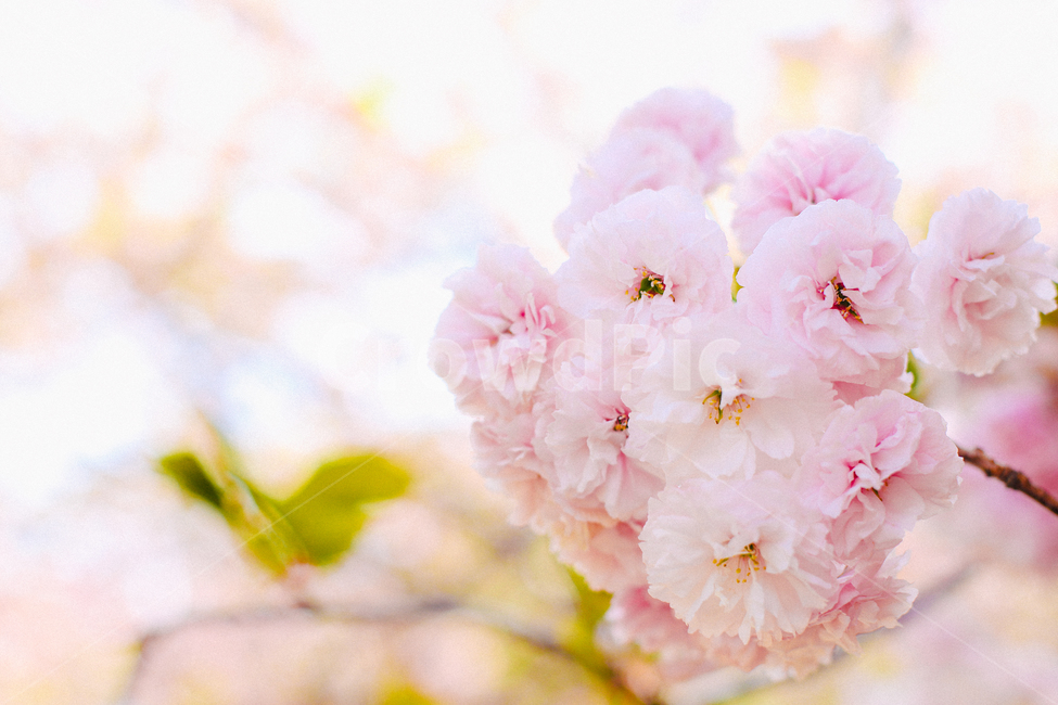 꽃,벚꽃,blossom,flower,겹벚꽃,잎사귀,하늘,봄,계절,spring,season,plant,식물