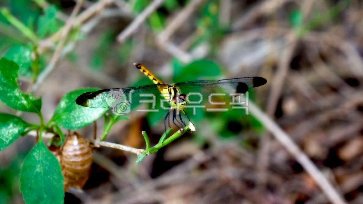 동물, 곤충, insect, 잠자리, dragonfly, 사진,이미지,일러스트,캘리그라피 - Nbocrates68작가