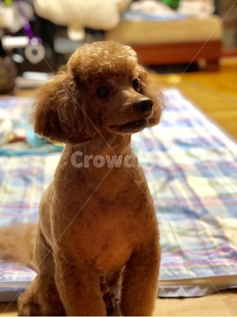 dog,개,pet,애완동물,animal,푸들,poodle,동물,animal,포유류,mammal,개,강아지,dog,doggy