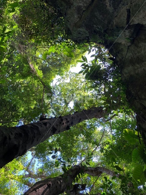 베트남,자연,나무,풍경,숲,자연,풍경,nature,landscape,vegetation,초목,plant,식물,tree,rainforest,열대 우림,land,땅,outdoors,옥외,jungle,밀림,woodland,삼림지,forest,grove,작은 숲