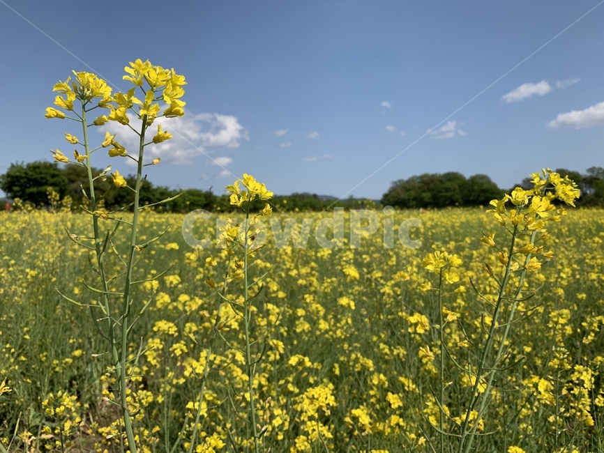 유채꽃밭,유채꽃,rapeflower,rapeblossoms,유채밭
