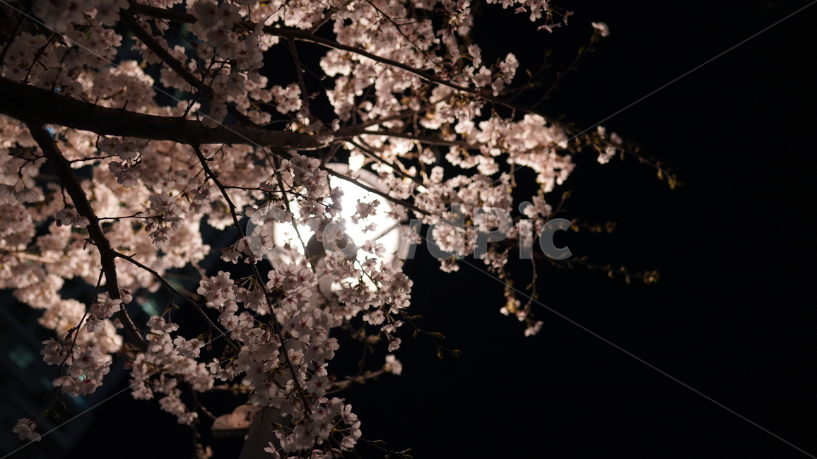 벚꽃,봄,만개,꽃잎,밤,가로등,저녁,어두운,핑크,꽃,blossom,나무,cherryblossom,flower,식물,빛
