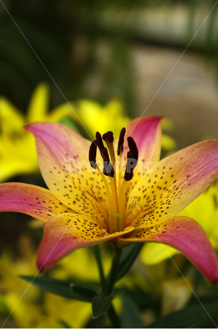 백합꽃,flower,plant,color,식물,꽃,식물,자연,plants,nature,꽃,flower