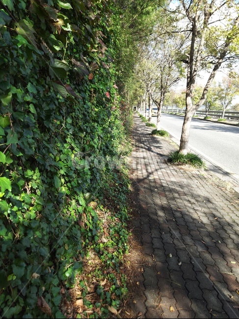 가을길,가을풍경,단풍,담쟁이,보도