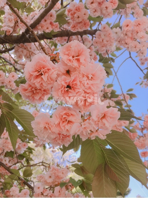 개심사,벚꽃,겹벚꽃,봄,꽃,봄,계절,spring,season,식물,자연,plants,nature,꽃,flower,plant,blossom