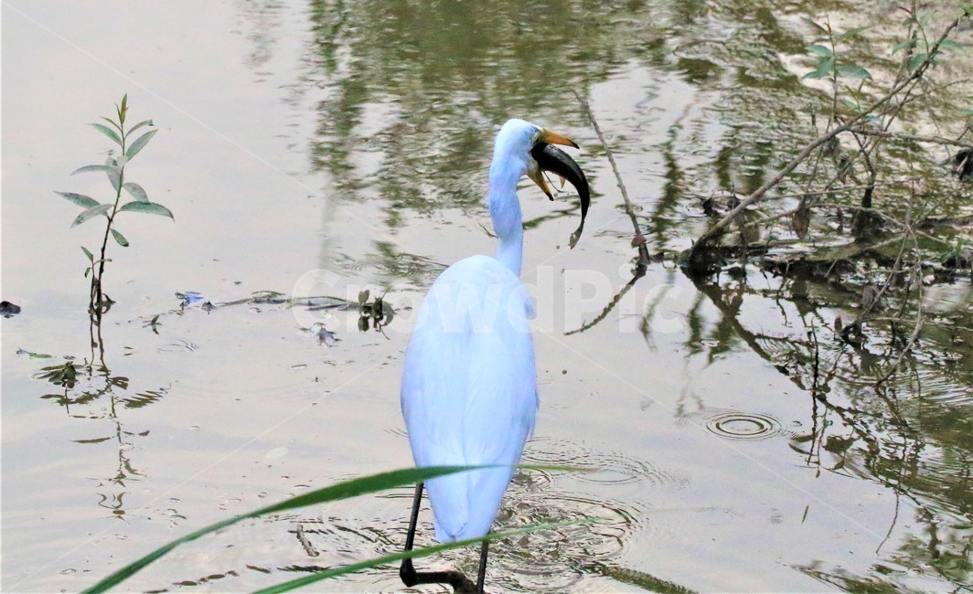 bird,새,동물,사냥,백로,동물,animal,조류,새,birds