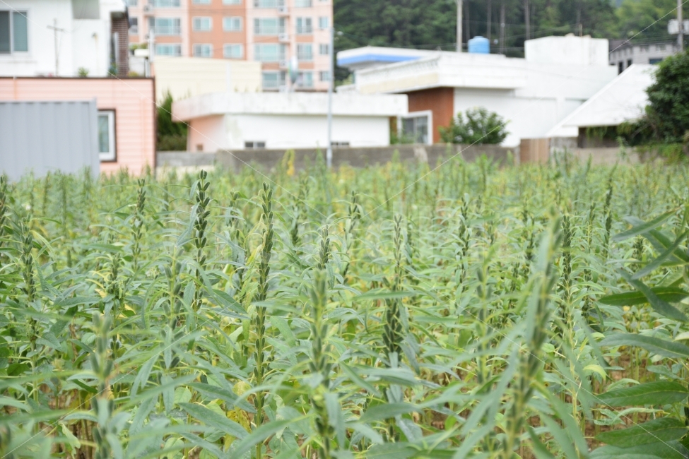 깨,초가을,밭,시골,거제도,시골,마을,풍경,landscape,country,rural,town