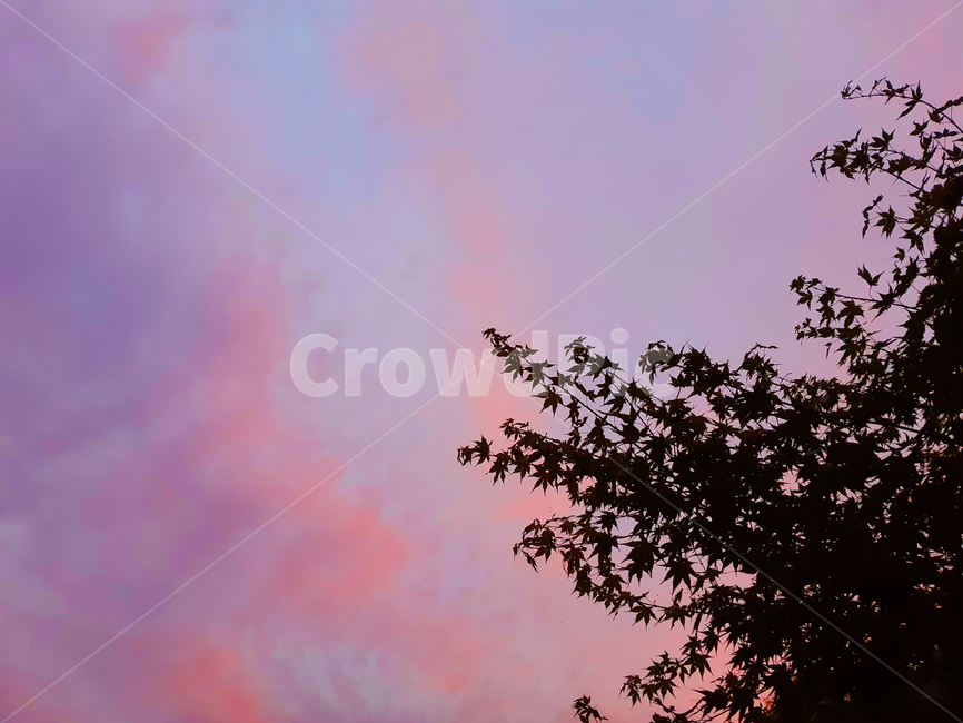 nature,자연,silhouette,실루엣,나뭇잎