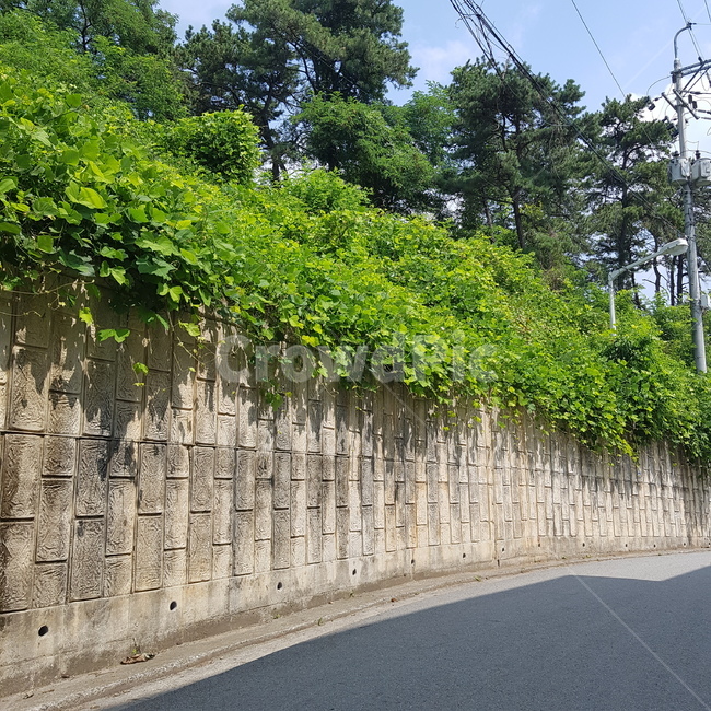 벽,풀,나무,초록색,풍경