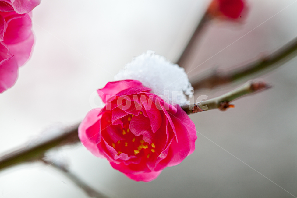 flower,봄,실외,클로즈업,봄꽃,매실,여백,흰색,흰색꽃,매화,만개,홍매,홍매화,설중매,눈,겨울,snow,outdoors,옥외,nature,자연,blossom,꽃,plant,식물,식물,자연,plants,nature,꽃,flower
