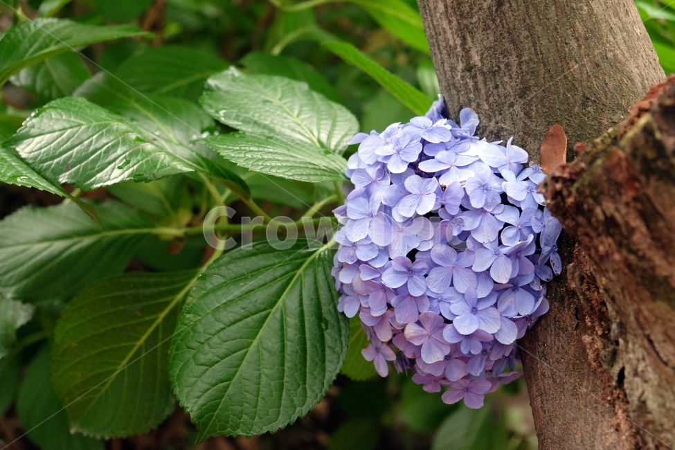 수국,식물,bigleafhydrangea,水菊,정원,꽃,식물,자연,plants,nature,꽃,flower