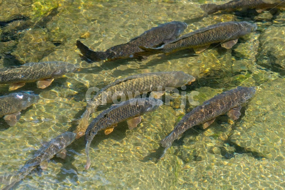 잉어,청계천,동물,생선,어류,동물,animal,어류,물고기,fish