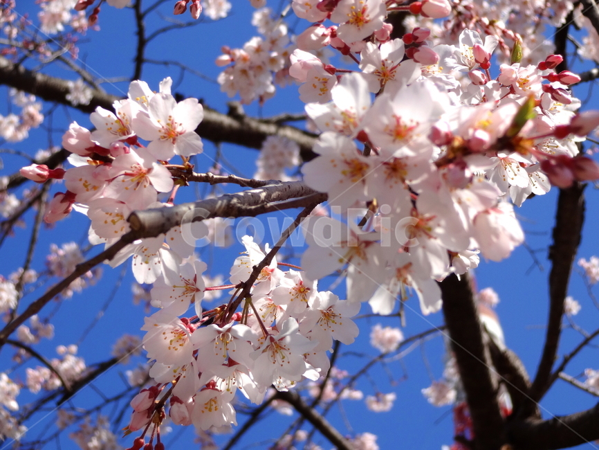 벚꽃,봄,나무,plant,식물,flower,blossom,꽃,감성사진,봄,계절,spring,season