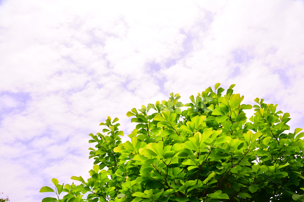새잎,새순,초록,잎새,green,plant,sky,싱그러운,구름,하늘,6월,녹색,후박나무,나뭇잎,나무,시즌,계절,season,식물,자연,plants,nature,나무,trees,wood