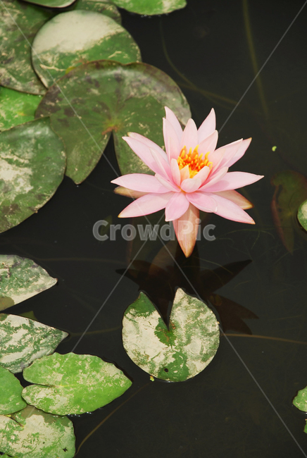 연꽃,연못,pond,flower,분홍꽃