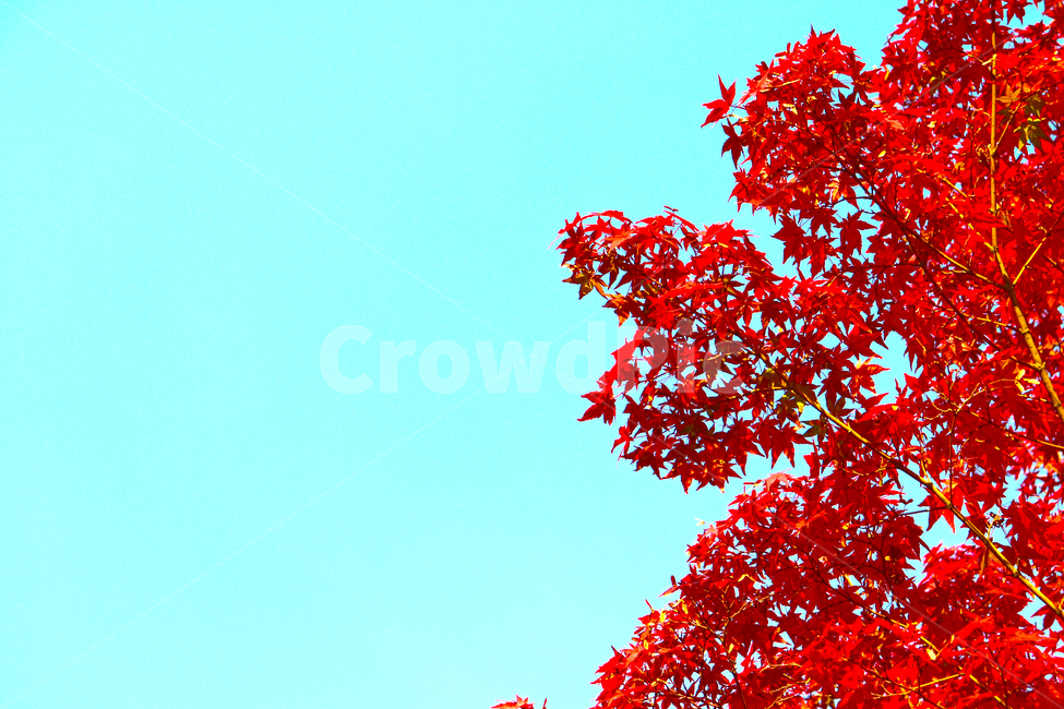 단풍,단풍나무,하늘,가을,빨간,빨간색,가을,계절,fall,autumn,season,식물,자연,plants,nature,나무,trees,wood,leaf,잎,plant,tree,maple