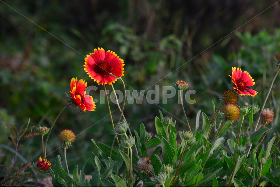 천인국,국화,아침,아침빛,plant,식물,blossom,flower,꽃,식물,자연,plants,nature,꽃,flower