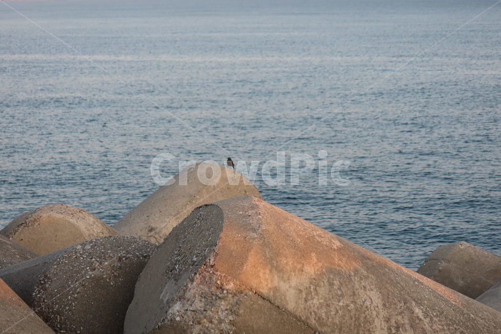 방파제,바다,새,breakwater,bird