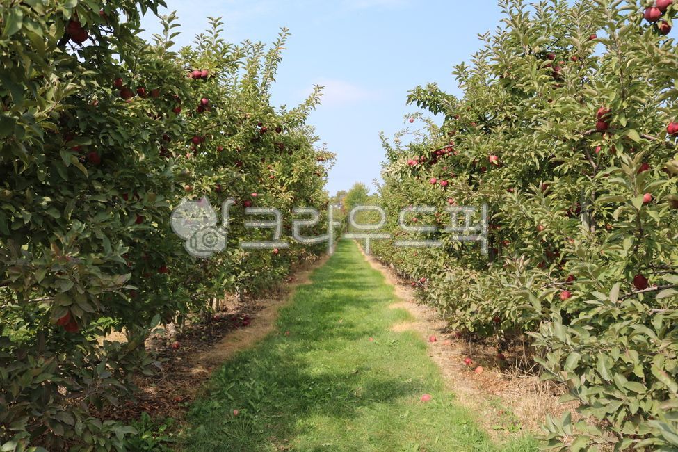 apple,apple tree road,appletree,fruit,apple tree