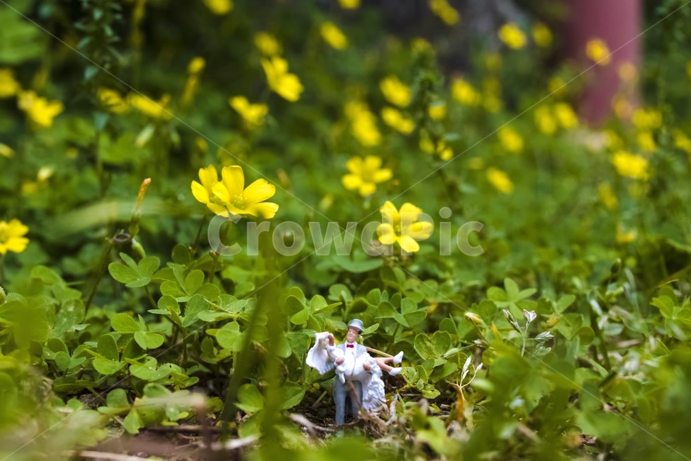 5월,신랑신부,웨딩,plasticpeople,괭이밥,빛나는마음,결혼,미니어처,행복,식물,자연,plants,nature,꽃,flower,조각상,동상,석상,조형물,statue,bronze statue,stone statue,연인,커플,사랑,lover,couple,결혼,혼례,웨딩,wedding,marriage,marry,사물,물건,오브젝트,thing,object,matter,연출,컨셉,콘셉,direction,concept