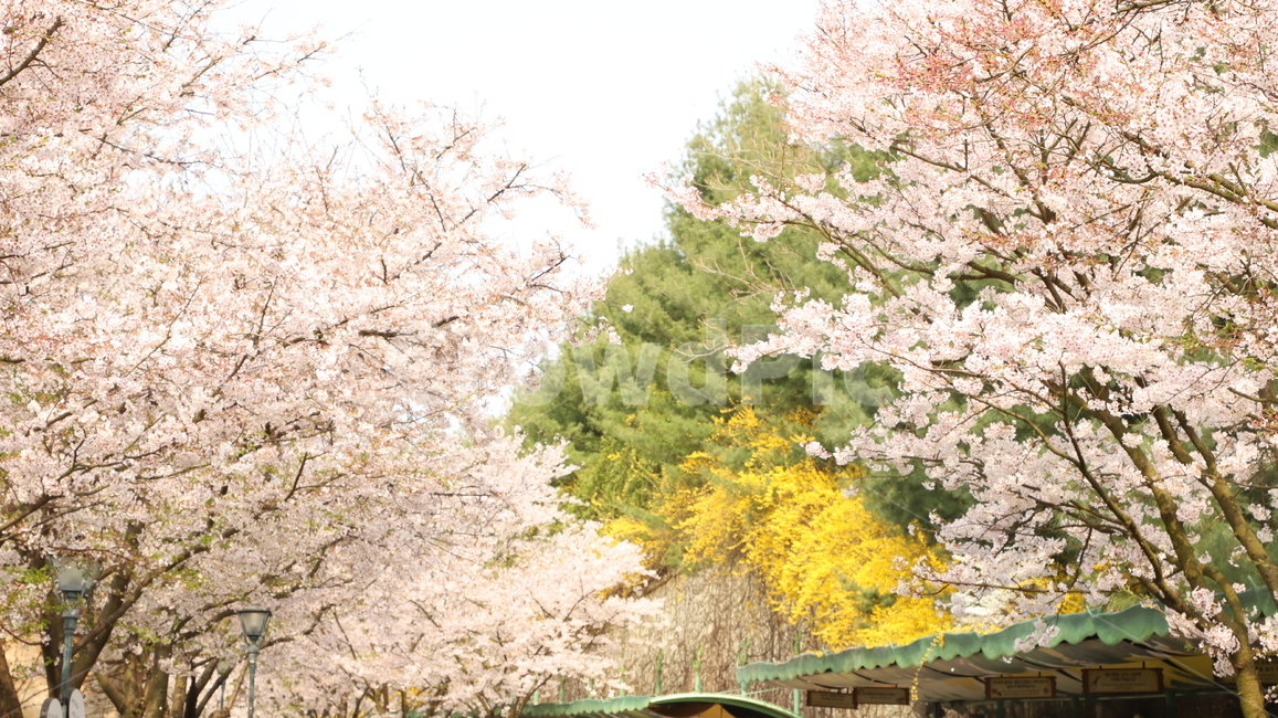 식물,꽃,벚꽃,flower,배경