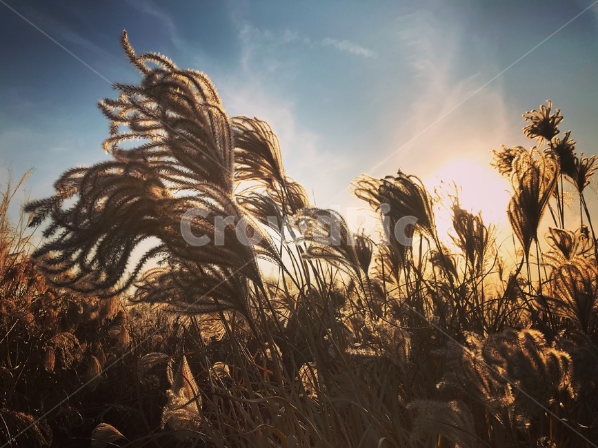 갈대,가을,갈대밭,감성,자연,하늘,자연,풍경,nature,landscape,grass,잔디,plant,식물,lawn,reed