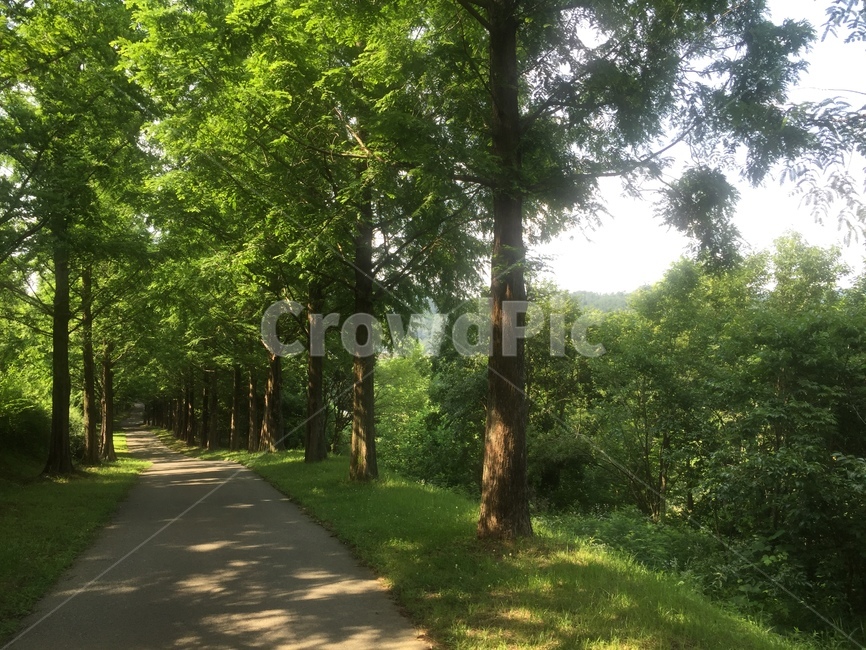 자연,초록초록,가로수길,산책,수목원,식물,자연,plants,nature,나무,trees,wood