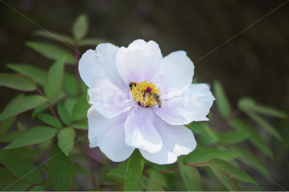 작약,꽃,flower,식물,자연,식물,자연,plants,nature,꽃,flower