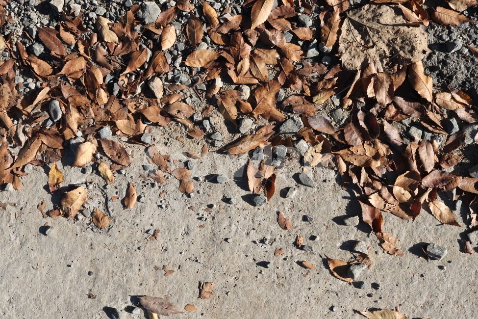가을,배경,자연,낙엽,단풍,식물,가을,계절,fall,autumn,season,ground,바닥