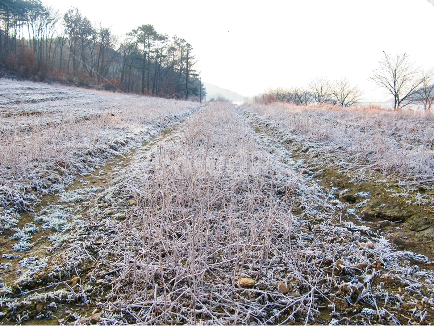 겨울,감성,밭,겨울밭,밭두렁,겨울,계절,winter,season,자연,풍경,nature,landscape,outdoors,옥외,frost,서리,snow,눈,ground,바닥