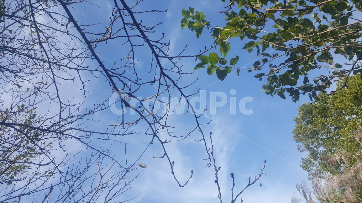 하늘,초록,나무,맑음,파랑,자연,풍경,nature,landscape,tree,plant,식물