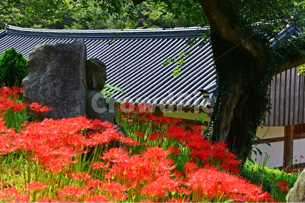 nature,자연,outdoors,옥외,plant,식물,함평,용천사,사찰,절,불교,상사화,꽃무릇,꽃무릇축제,불상,석상