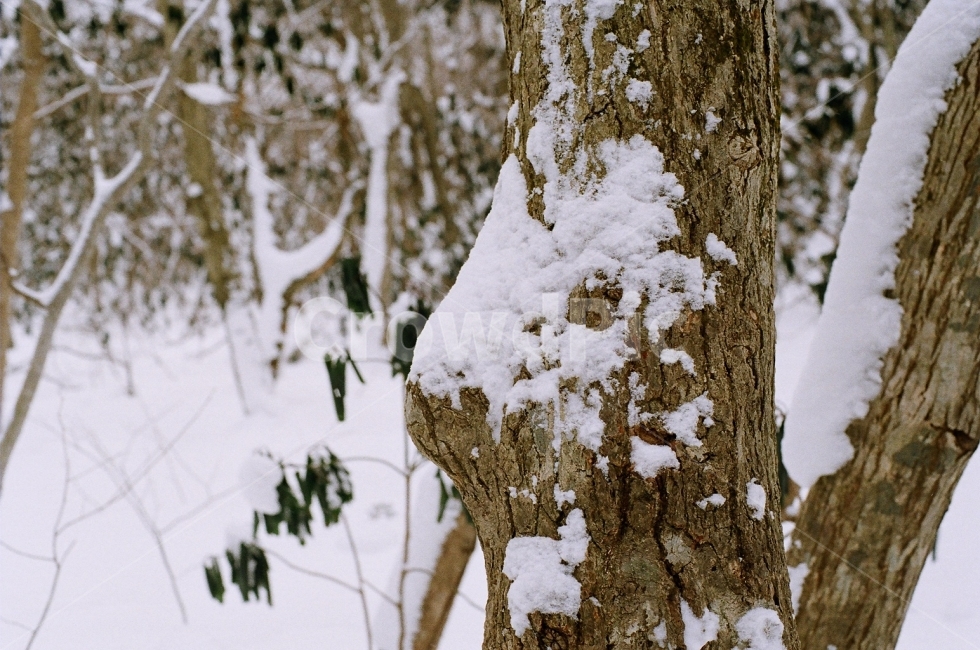 필름사진,제주도,한라산,눈,겨울,겨울,계절,winter,season