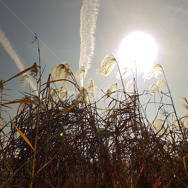 grass,plant,식물,lawn,잔디,갈대,가을