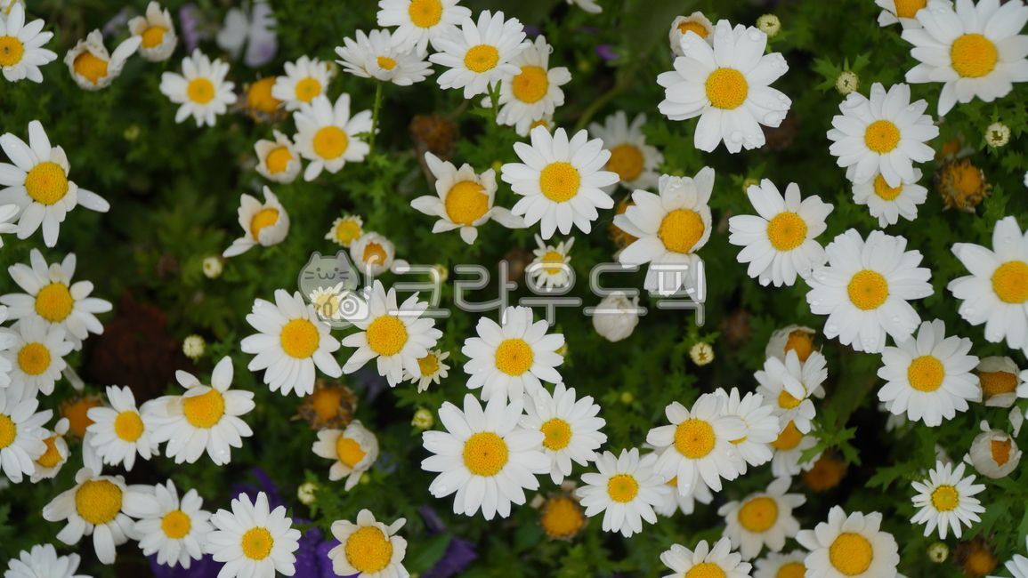 daisies,blossom,pattern,flower,Chrysanthemum,background,plant,Peace Minus One,daisy