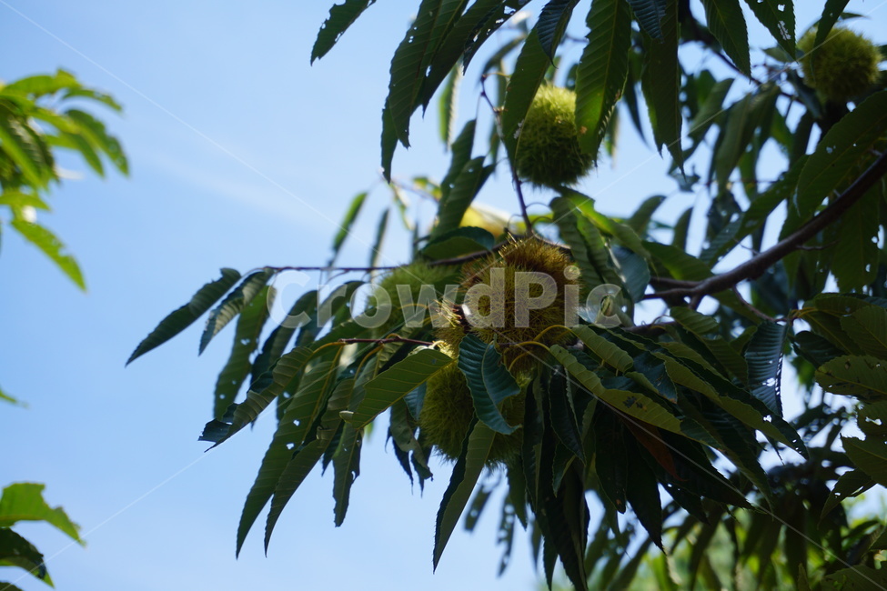 나무,밤송이,밤,가을,가을하늘,sky,가을,계절,fall,autumn,season,과일,열매,fruit,plant,식물