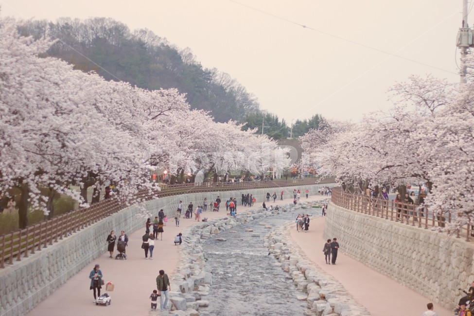 구미,벚꽃,축제,조경,봄,봄,계절,spring,season,사람들,대중,군중,other people,crowd,plant,식물,flower,꽃,blossom