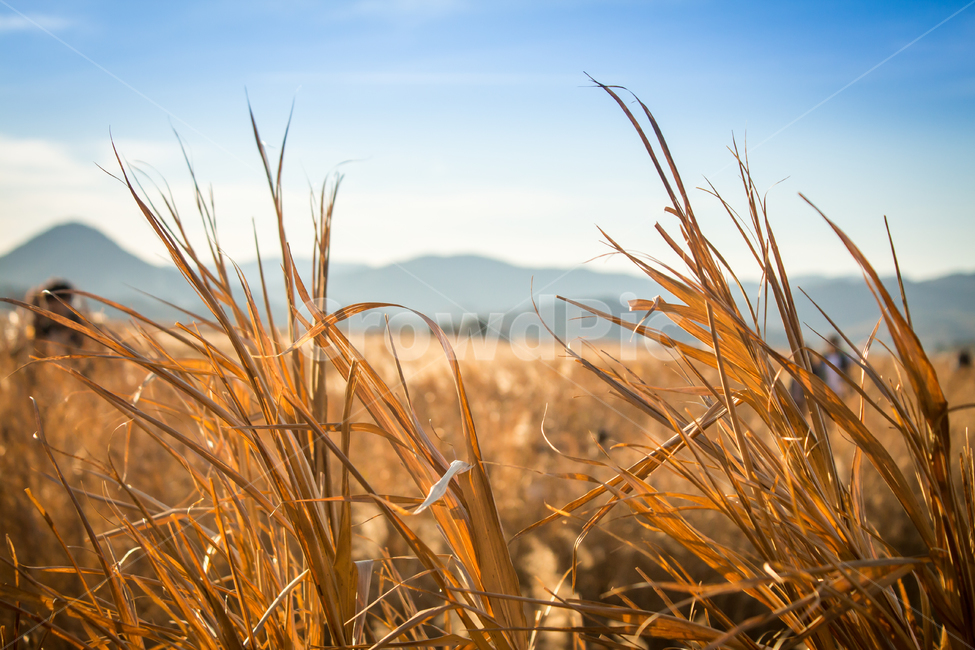 순천만,갈대밭,갈대,풍경,가을,가을,계절,fall,autumn,season,자연,풍경,nature,landscape,한국자연풍경,한국자연경관,korea nature landscape,plant,식물,grass,잔디