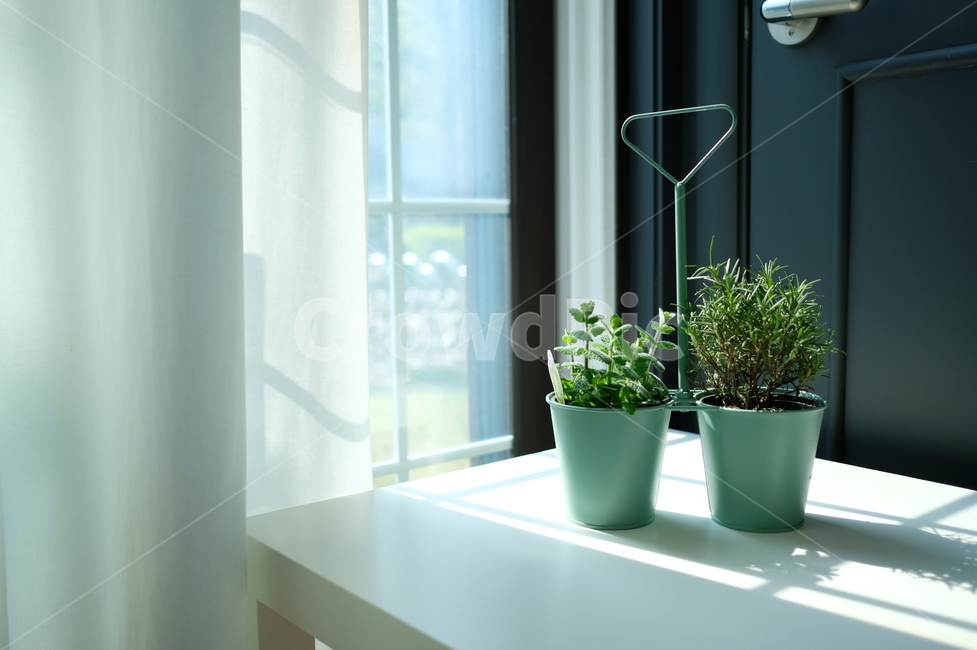 homedecor,가정장식,식목일,화초,화초키우기,햇살,실내용화초,화분,화초,house plant