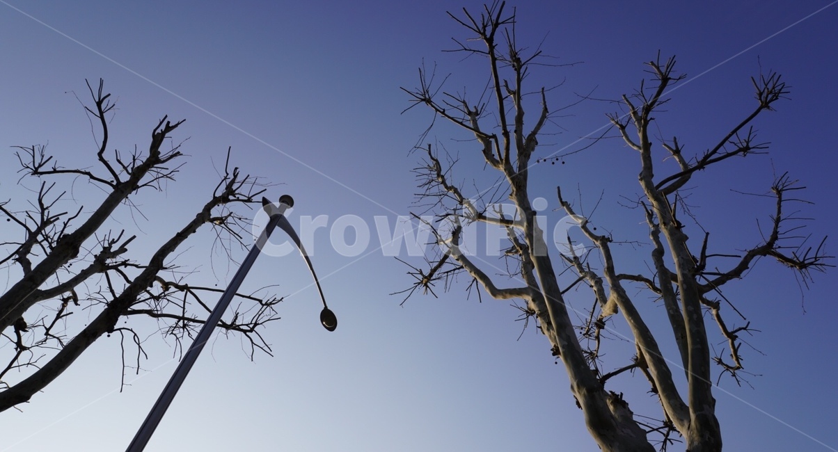 plant,식물,tree,나무,가로등