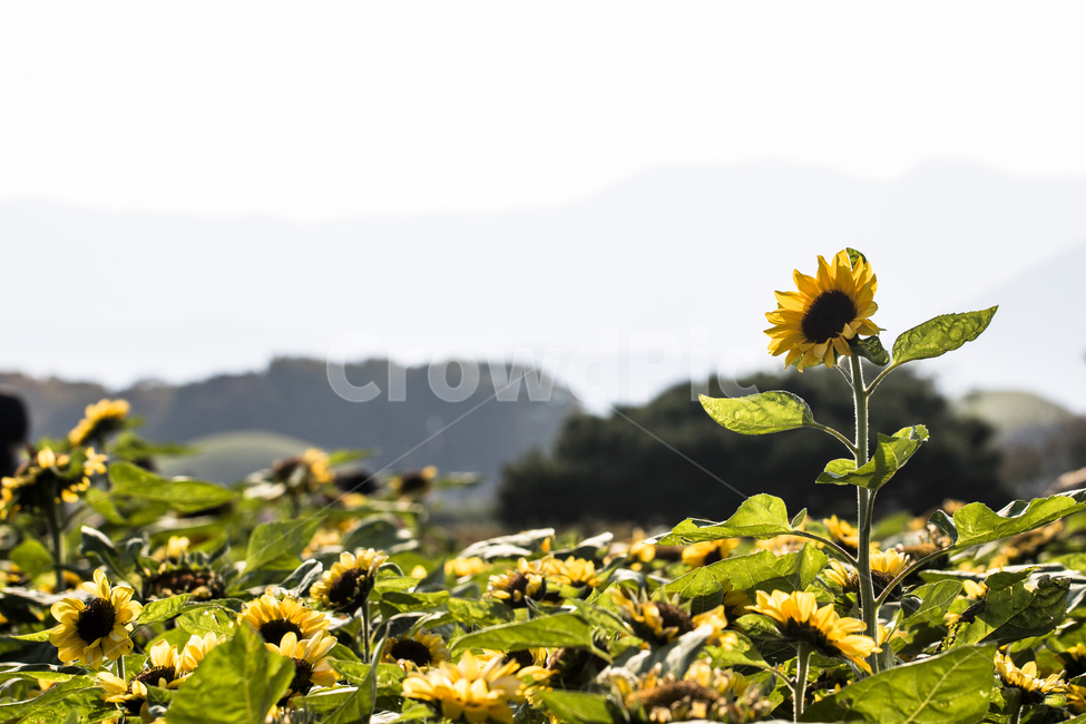 해바라기,꽃,식물,가을,자연,풍경,경치,하늘,경주,식물,자연,plants,nature,꽃,flower