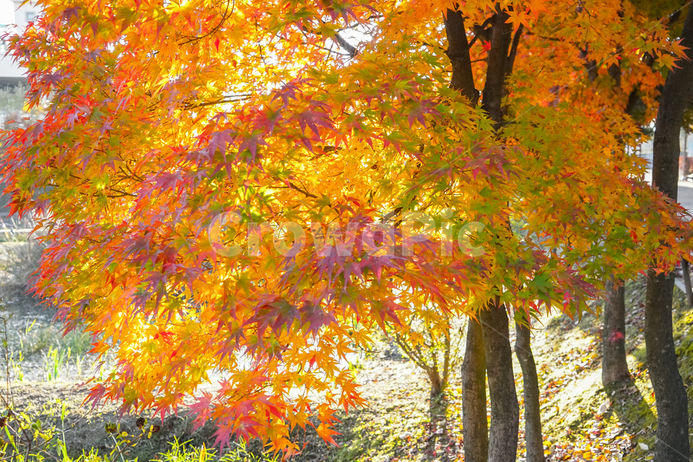단풍,가을,계절,나무,식물,감성,추색,가을,계절,fall,autumn,season,leaf,잎,plant,tree,maple